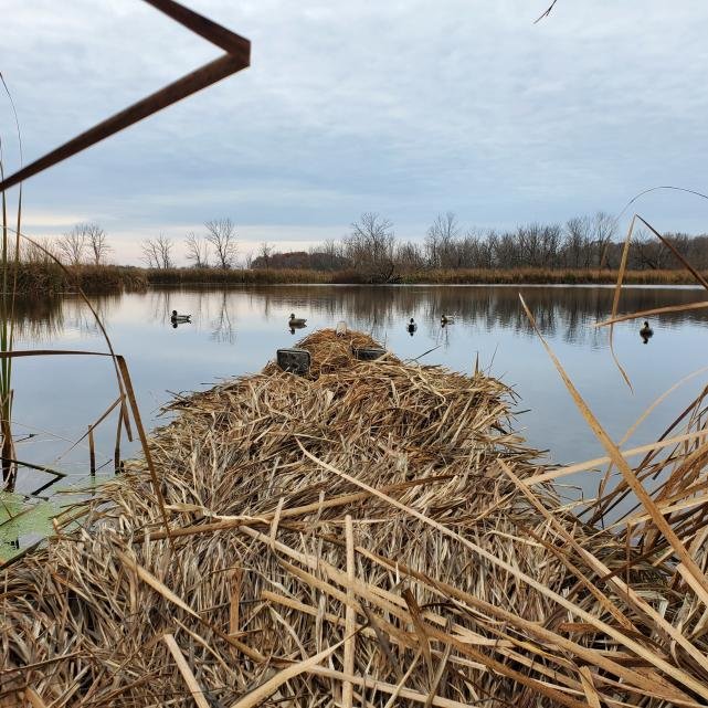 The Secret Hunting Grass that Lasts